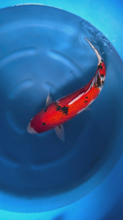 Carpa Koi Sanke (Giappone ottobre 2026)
