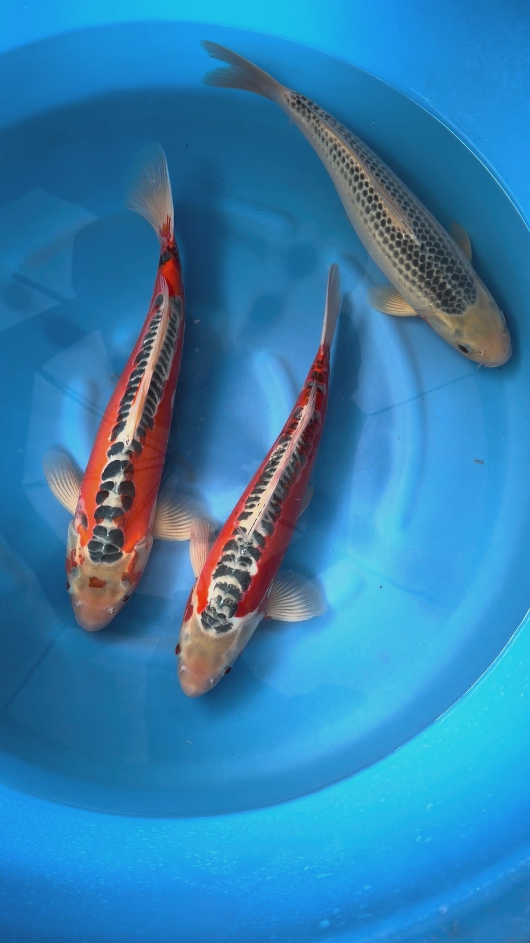 Giappone febbraio 2026 - Box K - Marusei da 40 a 45 cm