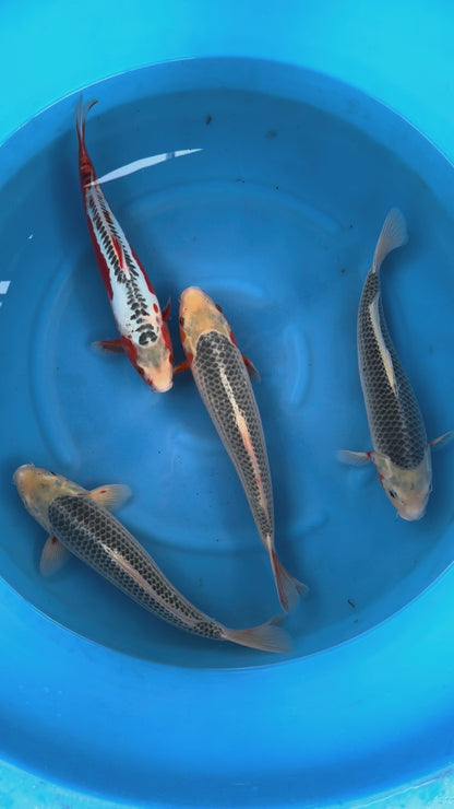 Giappone febbraio 2026 - Box M - Maruhiro da 37 a 40 cm