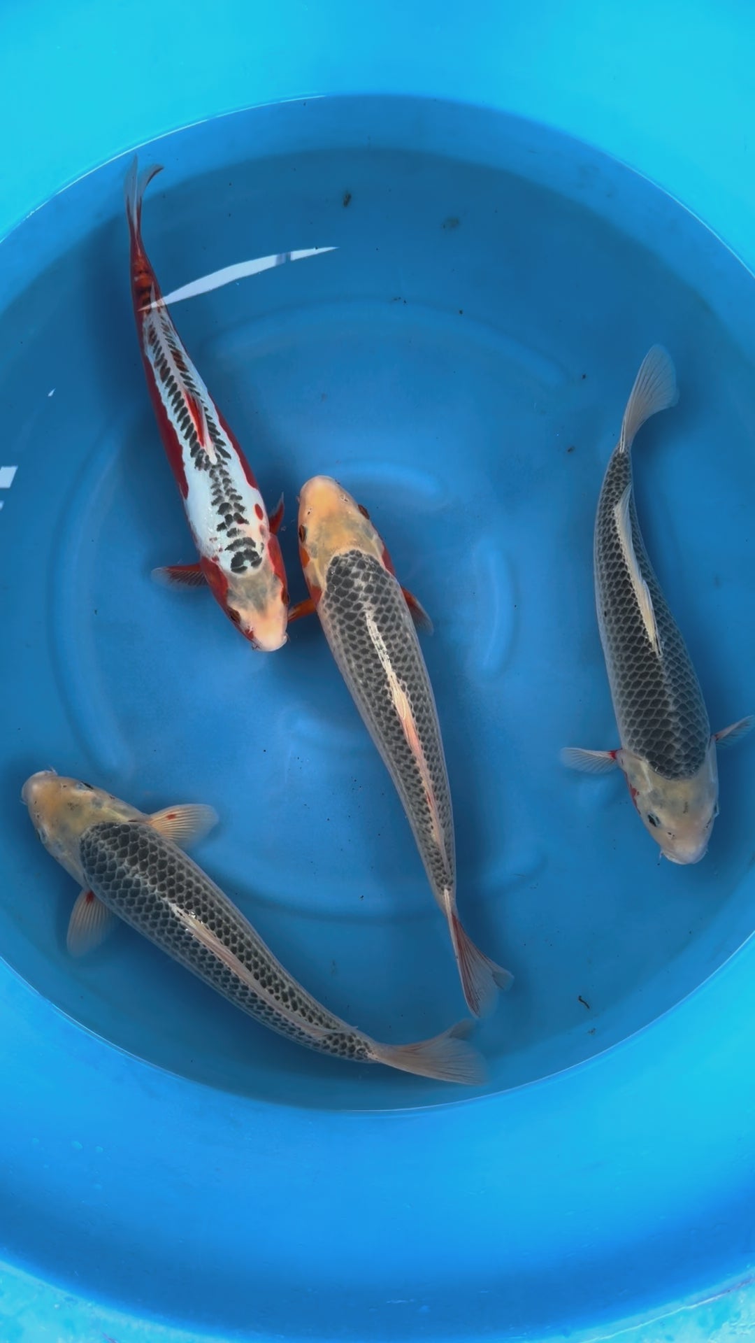 Giappone febbraio 2026 - Box M - Maruhiro da 37 a 40 cm