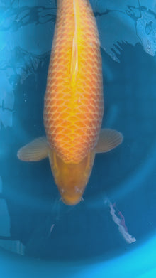 Carpa Koi Karashigoi (Giappone ottobre 2026)