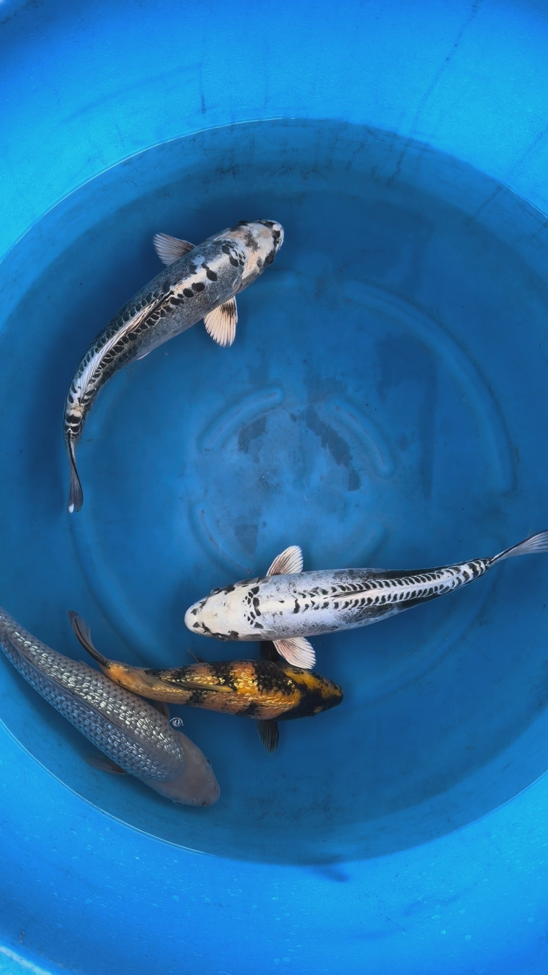 Giappone febbraio 2026 - Box L - Maruhiro da 35 a 40 cm