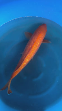 Carpa Koi Orange (Giappone ottobre 2026)