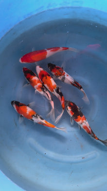 Giappone febbraio 2026 - Box A - Dainichi da 22 a 25 cm