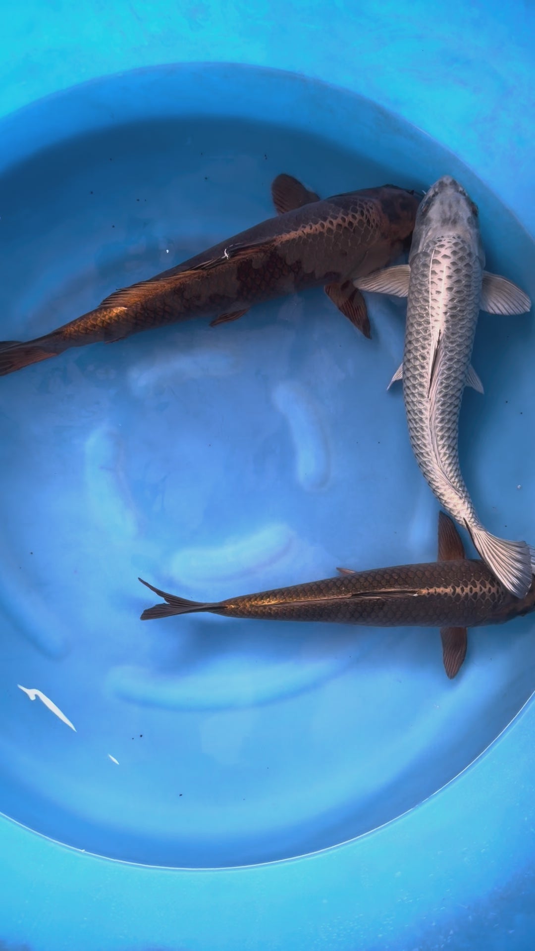 Giappone febbraio 2026 - Box J - Marusei da 35 a 48 cm