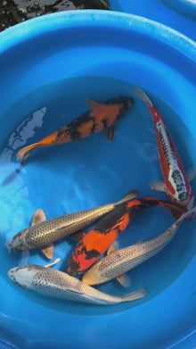 Giappone_febbraio_2026_-_Box_I_-_Marusei_da_45_a_50_cm