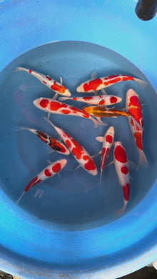 Giappone febbraio 2026 - Box D - Izuru da 22 a 25 cm