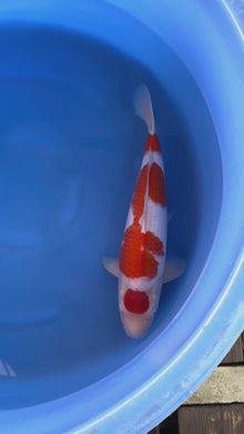 Carpa Koi Maruten Kohaku (Giappone ottobre 2026)