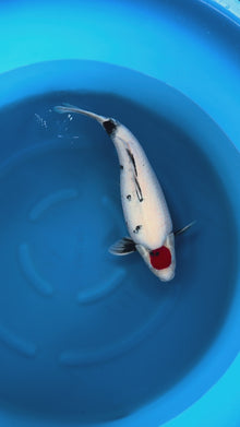 Carpa Koi Tancho Showa (Giappone ottobre 2026)
