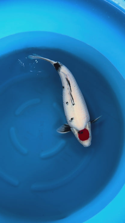 Carpa Koi Tancho Showa (Giappone ottobre 2026)