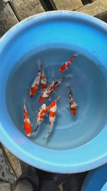 Giappone febbraio 2026 - Box B - Dainichi da 22 a 25 cm