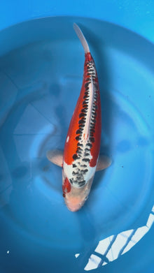 Giappone febbraio 2026 - Carpa Koi Hi Shusui - Marusei F 50 cm