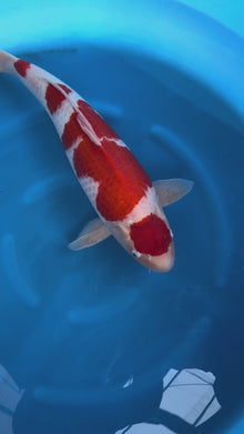 Carpa Koi Maruten Kohaku (Giappone ottobre 2026)