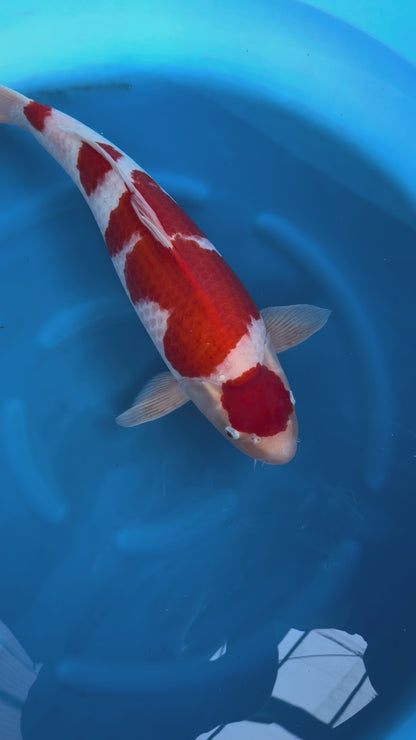 Carpa Koi Maruten Kohaku (Giappone ottobre 2026)