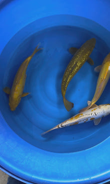 Carpe Koi - Box A26