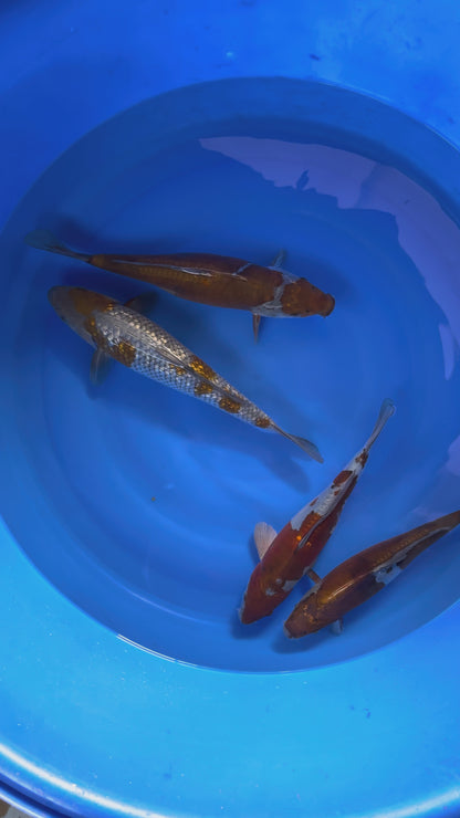 Carpe Koi - Box U