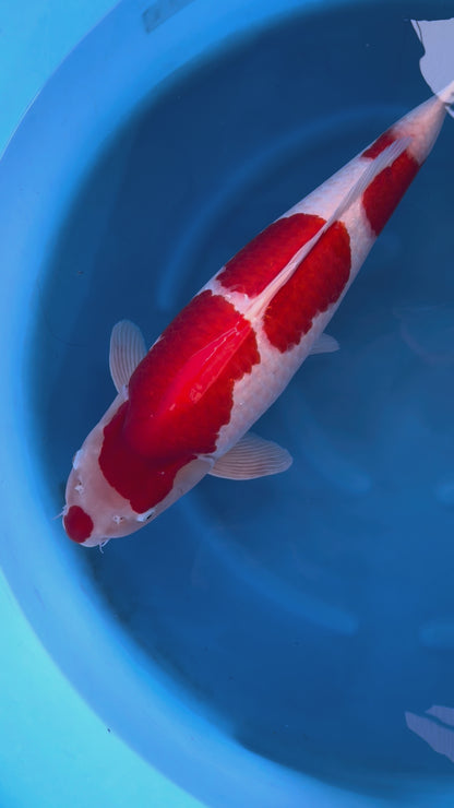 Carpa Koi Kohaku (Giappone ottobre 2026)