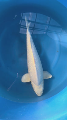 Carpa Koi Platino (Giappone ottobre 2026)
