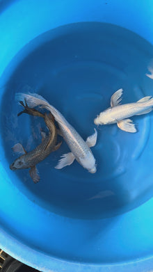 Carpe Koi - Box O (Giappone 2026 febbraio)