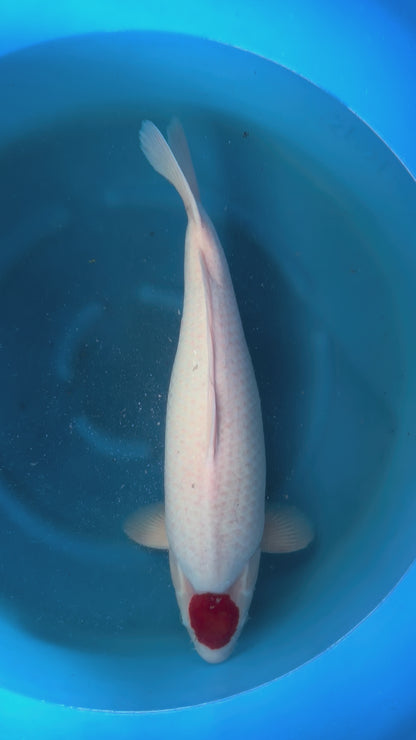 Carpa Koi Tancho (Giappone ottobre 2026)
