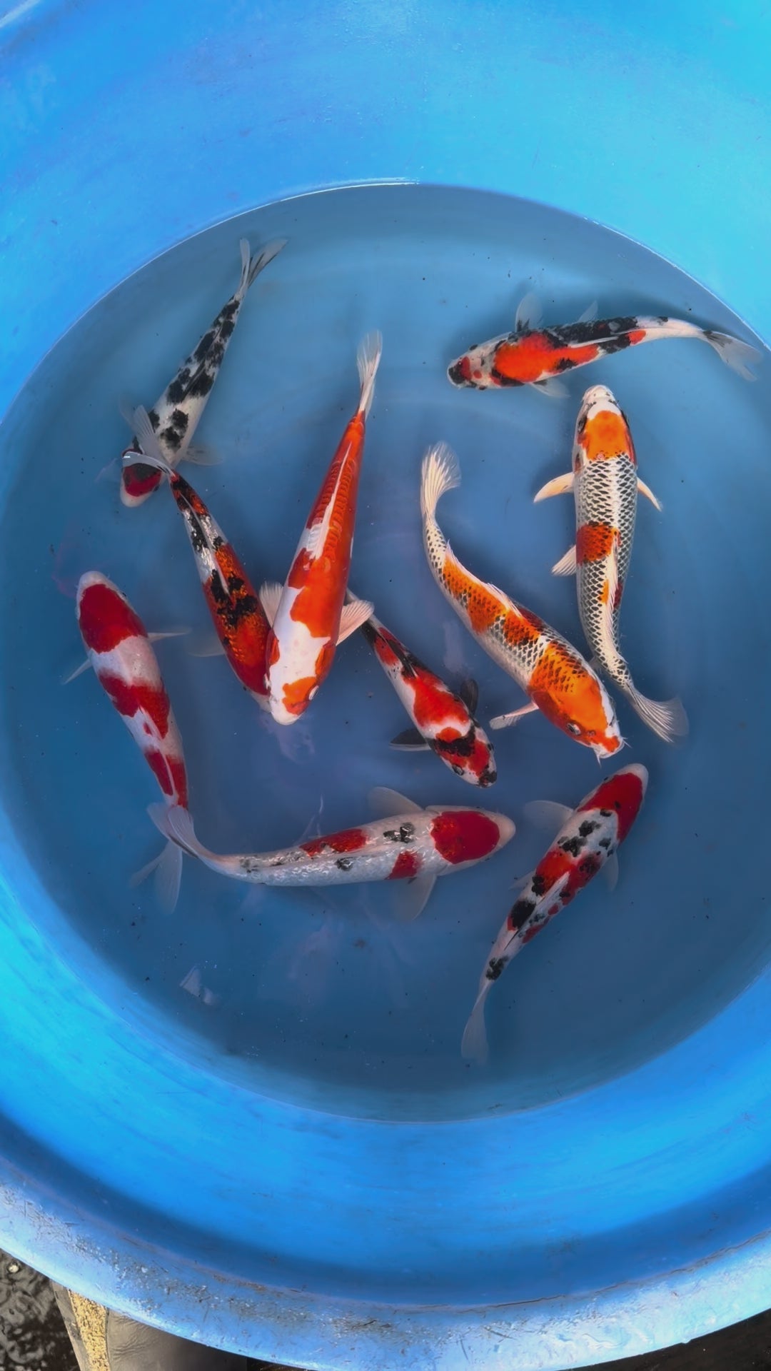 Giappone febbraio 2026 - Box E - Izuru da 22 a 25 cm