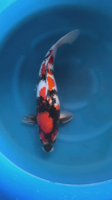 Carpa Koi Showa (Giappone ottobre 2026)