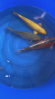 4 Koi: Shusui + Yamabuki Ginrin + Kohaku + Soragoi Ginrin