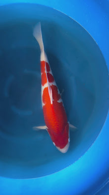 Carpa Koi Kohaku (Giappone ottobre 2026)
