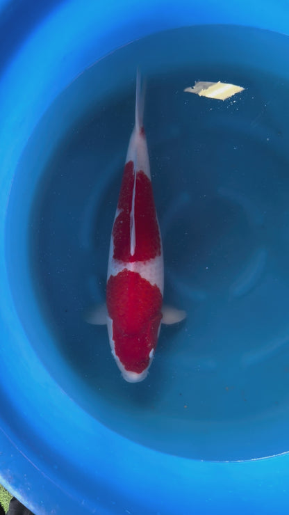 Carpa Koi Kohaku (Giappone ottobre 2026)