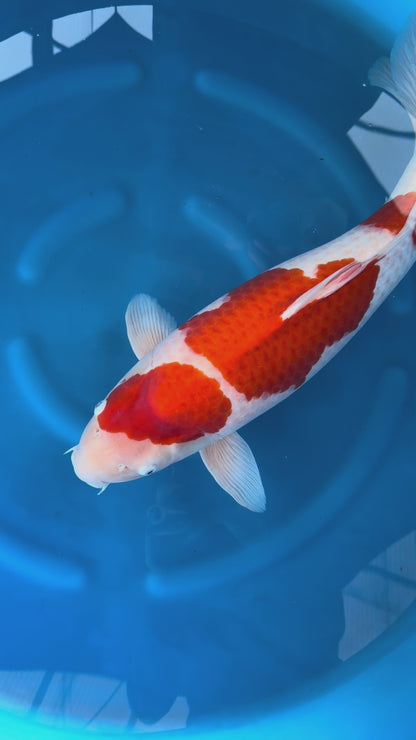 Carpa Koi Kohaku (Giappone ottobre 2026)