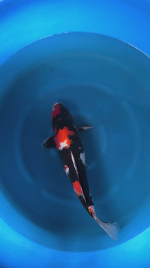 Carpa Koi Showa (Giappone ottobre 2026)