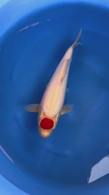 Carpa Koi Tancho (Giappone ottobre 2026)