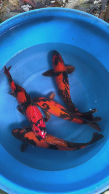 Giappone febbraio 2026 - Box G - Marusei da 45 a 55 cm