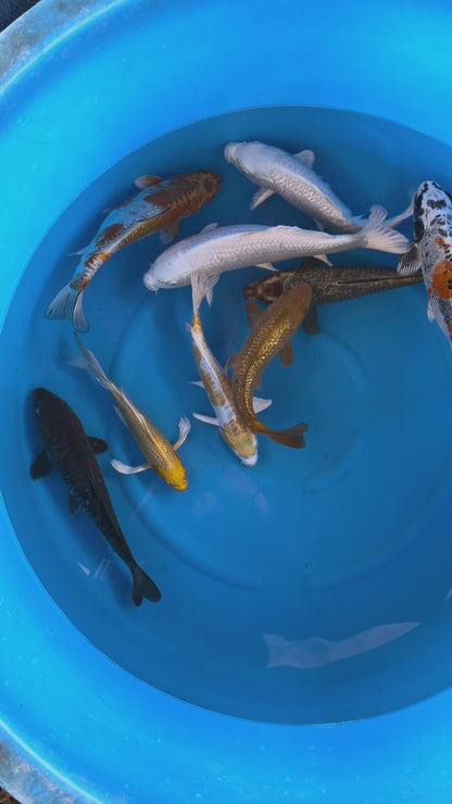 Koi Carp - Box R (Japan February 2026)