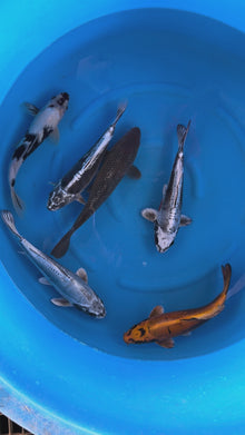 Carpe Koi - Box Q (Giappone 2026 febbraio)