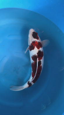 Carpa Koi Goromo (Giappone ottobre 2026)