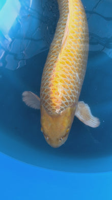 Carpa Koi Yamabuki (Giappone ottobre 2026)
