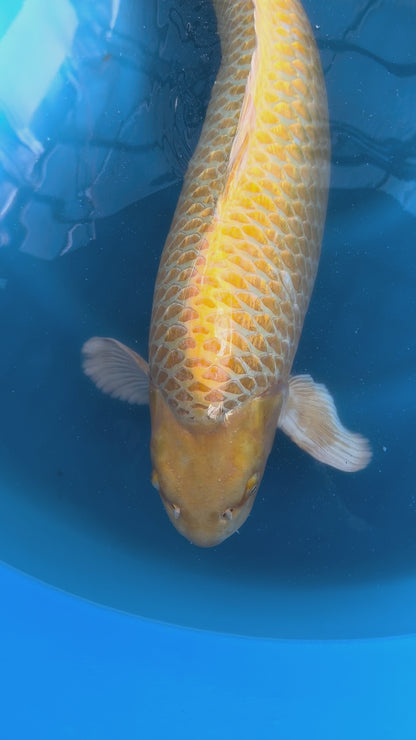 Carpa Koi Yamabuki (Giappone ottobre 2026)