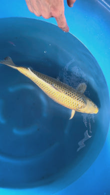 Carpa Koi Mukashi (Giappone ottobre 2026)