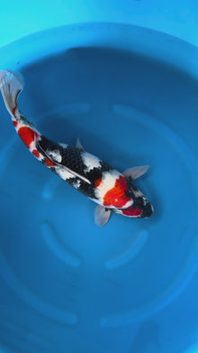 Carpa Koi Showa (Giappone ottobre 2026)