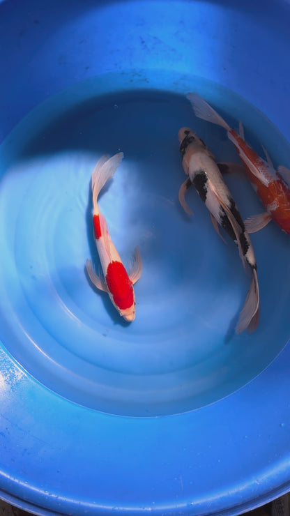 Carpe Koi - Box V