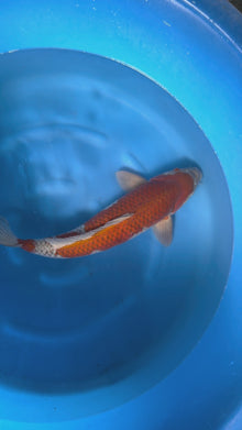 Carpa Koi Ochiba (Giappone ottobre 2026)