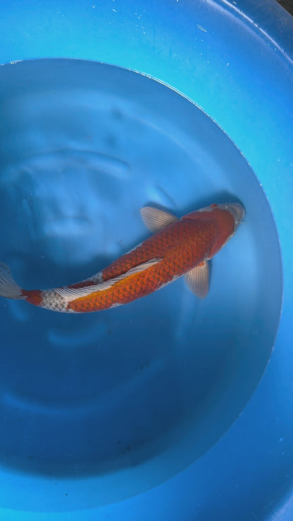Carpa Koi Ochiba (Giappone ottobre 2026)