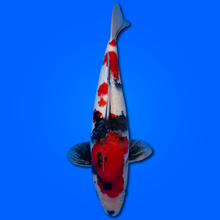 Carpa Koi Showa Ginrin - Selezione Giappone 2025