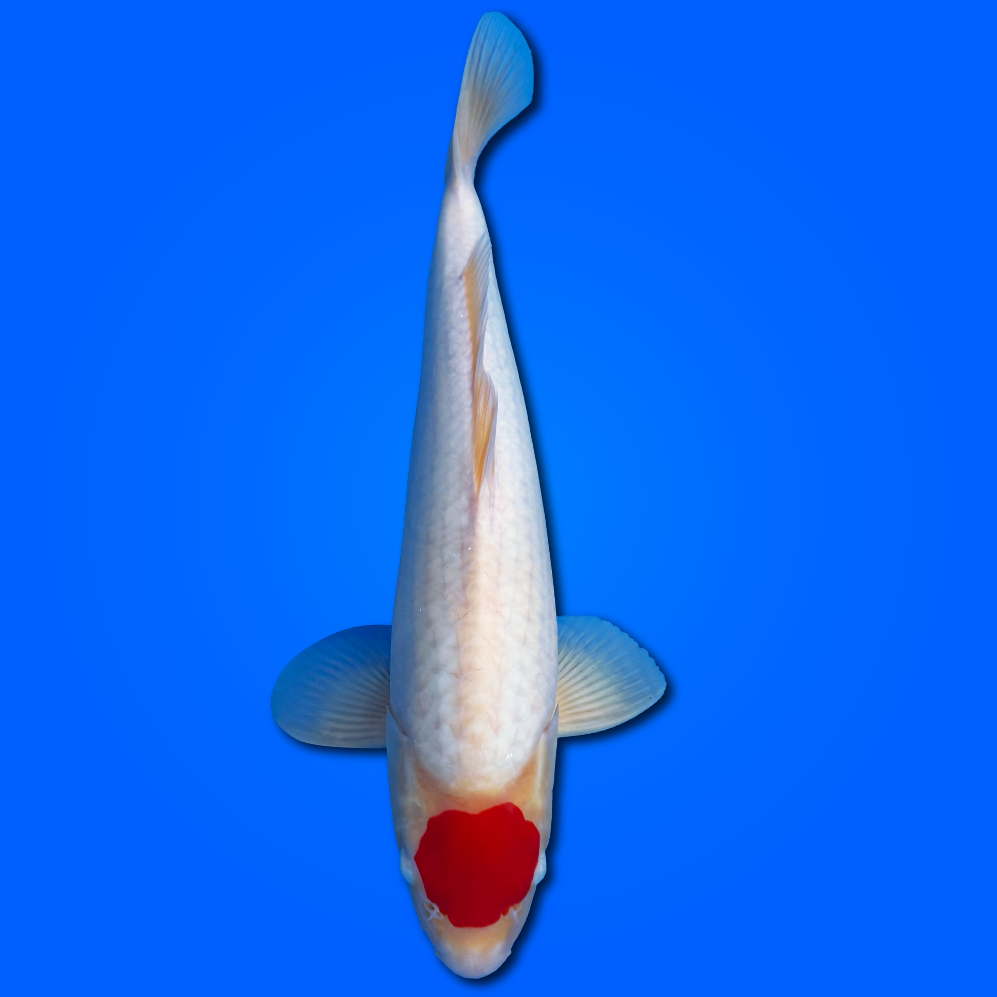 Carpa Koi Tancho - Selezione Giappone 2025